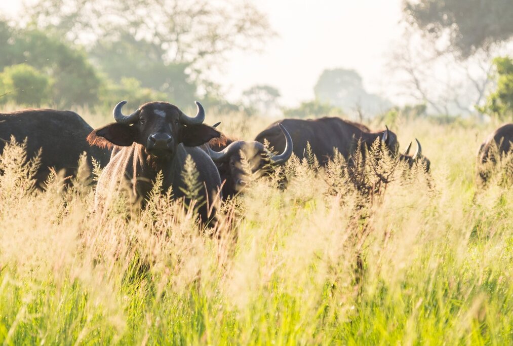 Tanzania