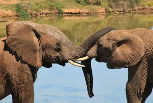 4-Day Tsavo East & West Safari