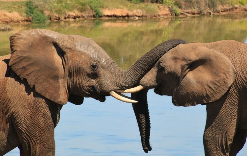 4-Day Tsavo East & West Safari
