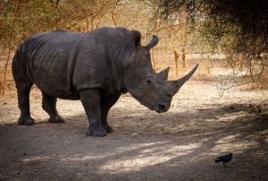 Rhinos - QENP