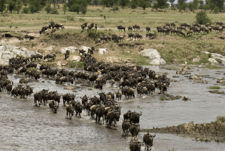 12-Day Serengeti to Zanzibar Safari