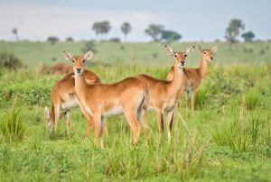 Ugandan Kob (Antelope)