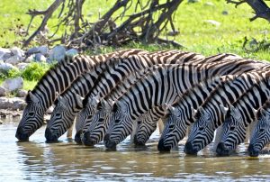 Zebras-Mburo National Park